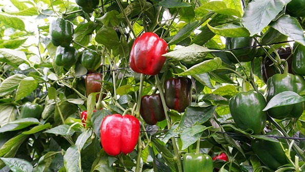 ramiro arnedo victoriano|RM405184-min|RM405110-min|RM405110-min|RM405184-min|ramiro arnedo victoriano|victoriano3